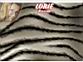 Lorie 01.jpg